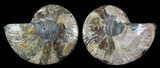 Cut & Polished Ammonite Fossil - Agatized #69025-1